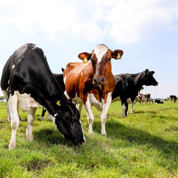 Anniversary magazine Vepo Cheese 2020 – Mark & Marlou